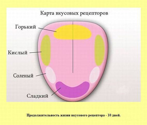 Фото вкусовые рецепторы на языке