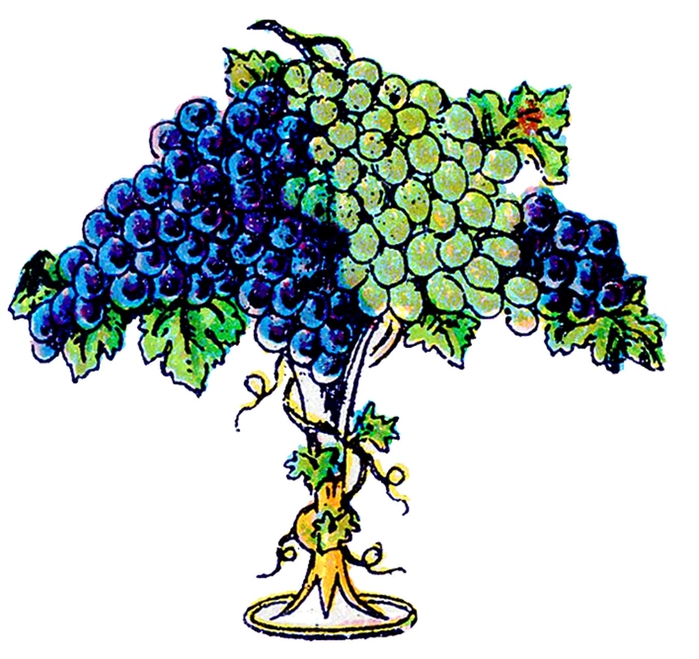 fruit grapes vintage image--graphicsfairy003 (700x659, 243Kb)