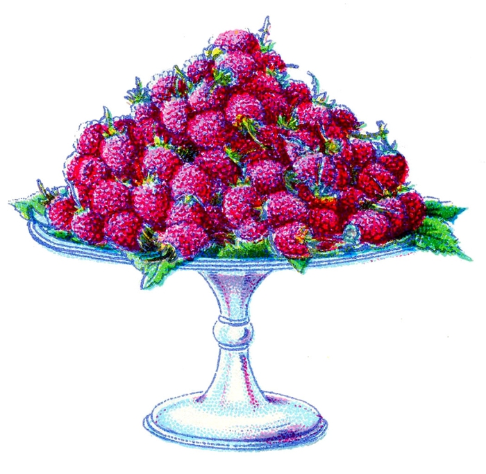 fruit-beetons-raspberry-graphicsfairy004 (700x683, 235Kb)
