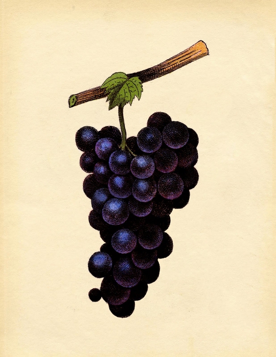 grapes-purple-graphicsfairysm (540x700, 241Kb)