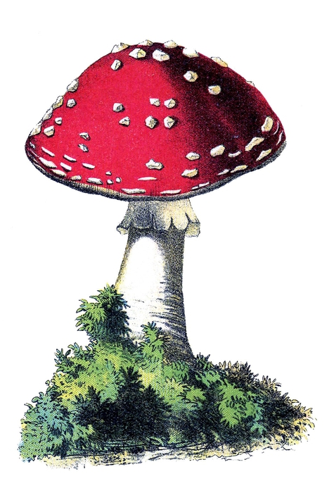 mushroom red vintage image--graphicsfairy012 (475x700, 185Kb)