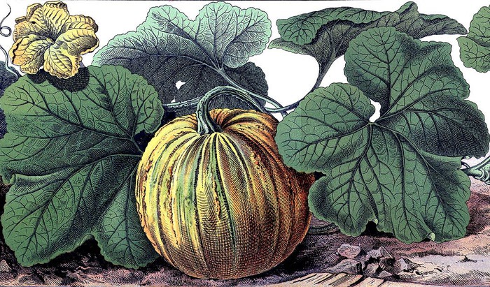 pumpkin botanical vintage graphicsfairysm2 (700x411, 157Kb)