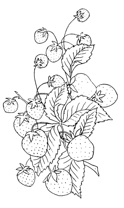 strawberries-Embroiderey-GraphicsFairy (419x700, 116Kb)