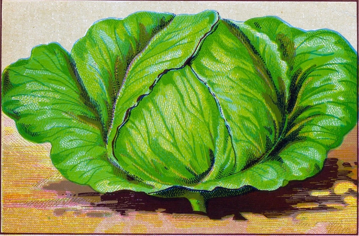 vegiscabbage-graphicsfairy009 (700x460, 345Kb)