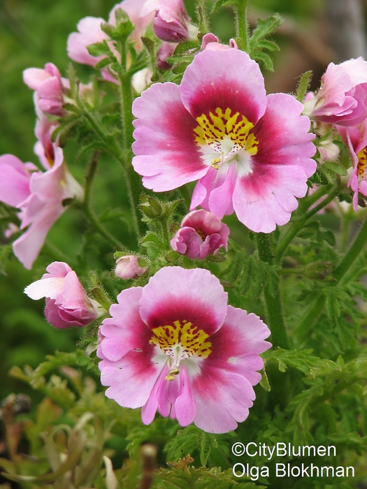 Schizanthus1203_8094 (525x700, 299Kb)