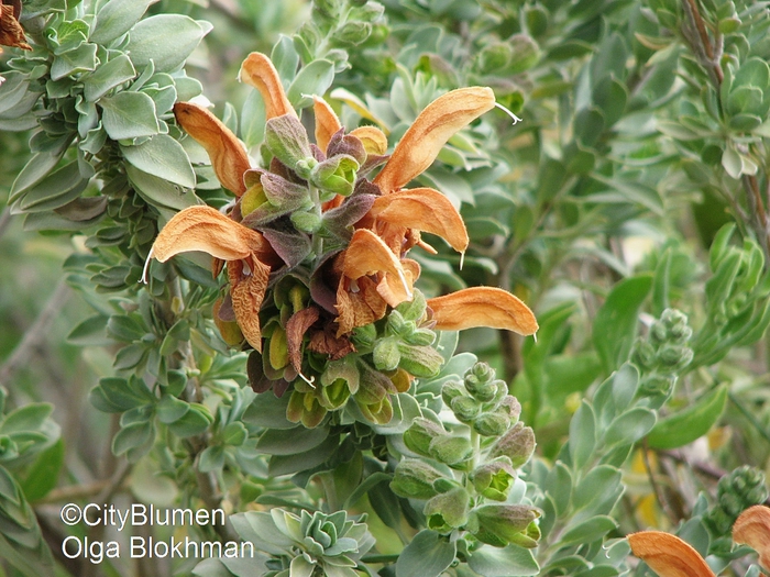 Salvia africana lutea1203_8553 (700x525, 330Kb)