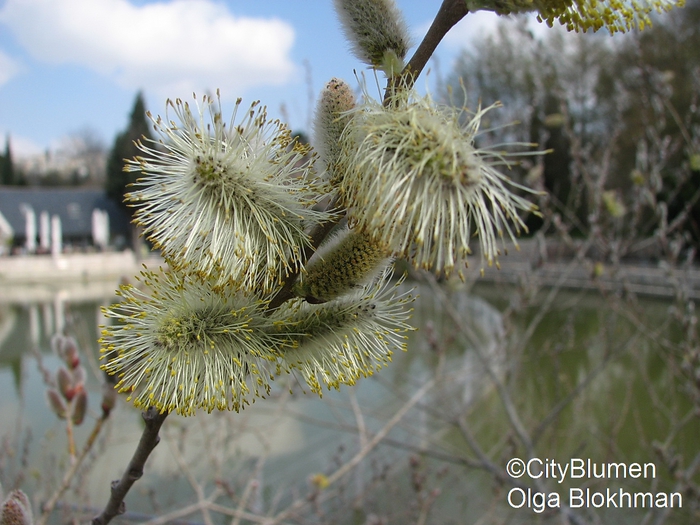 Salix alba1203_8594 (700x525, 286Kb)