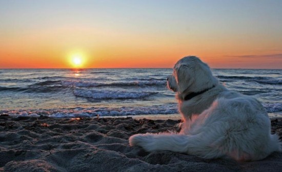 Sunset-Dogs-Cats-animals-sunset-My-Animal-Pics-Beach-Scenes-ANIMALS-2_large (550x336, 41Kb)