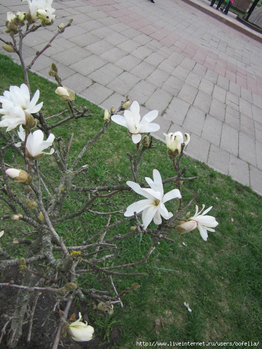 IMG_0467 (525x700, 272Kb)