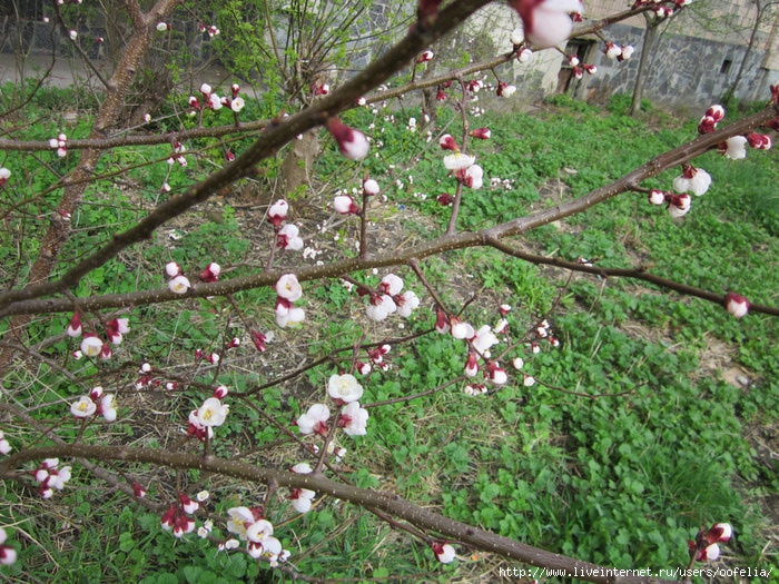 IMG_0476 (700x525, 380Kb)