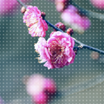1334479998_4 (150x150, 46Kb)