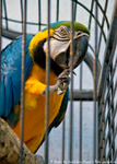  IMG_3058 (500x700, 378Kb)