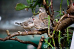  IMG_3103 (700x467, 299Kb)