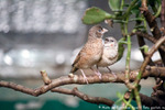  IMG_3109 (700x467, 263Kb)