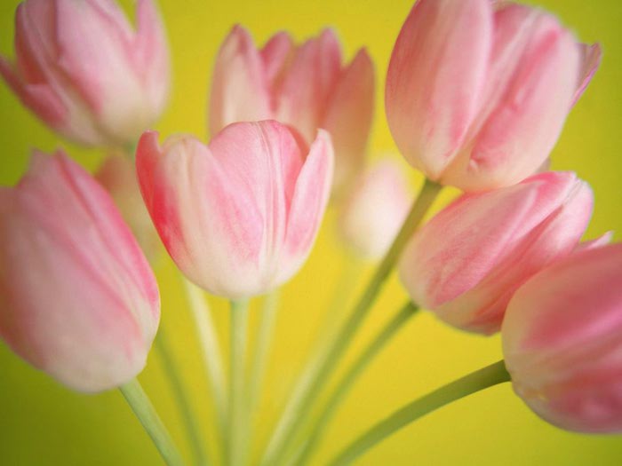 normal_Beautiful_Bouquet%2C_Pink_Tulips (700x525, 30Kb)