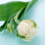 3815384_Nature_Flowers_Sleepy_flower__Flowers_008339___kopiya (150x150, 12Kb)