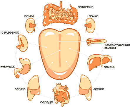 organs (442x366, 15Kb)