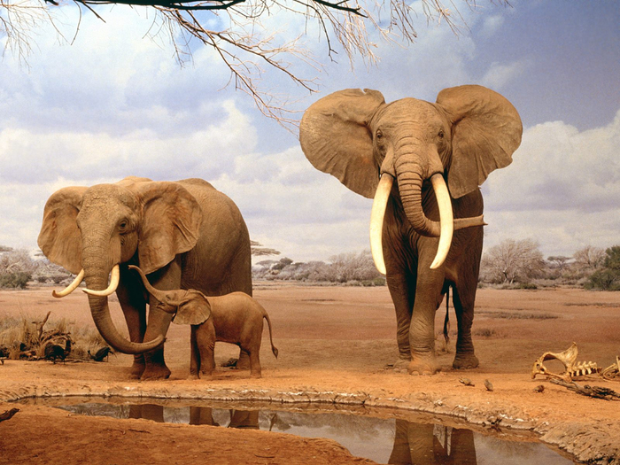 are-we-there-yet-elephants-1600x1200 (700x525, 465Kb)