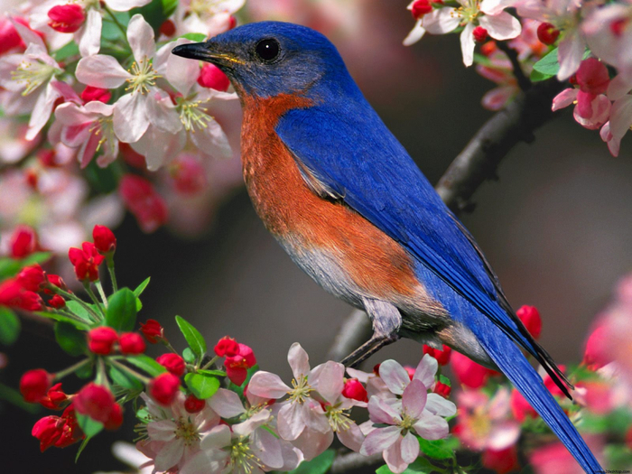 bluebird-1600x1200 (700x525, 451Kb)