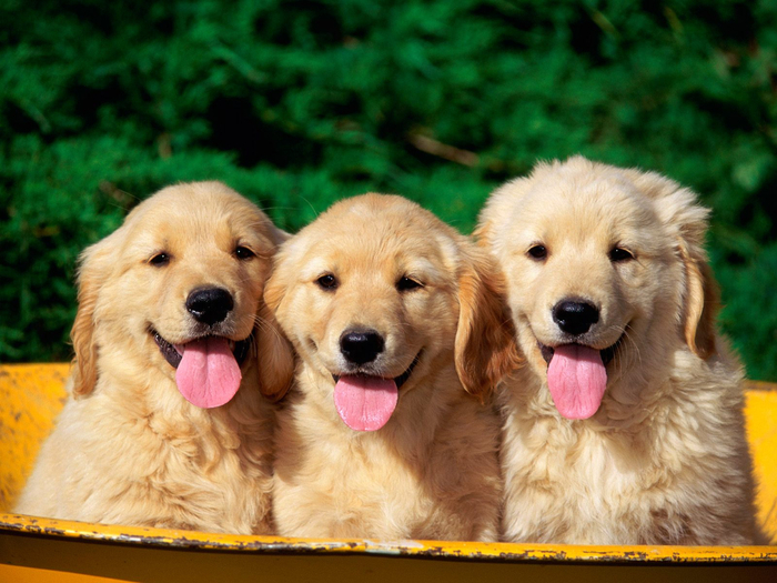 cute-dogs-1600x1200 (700x525, 432Kb)