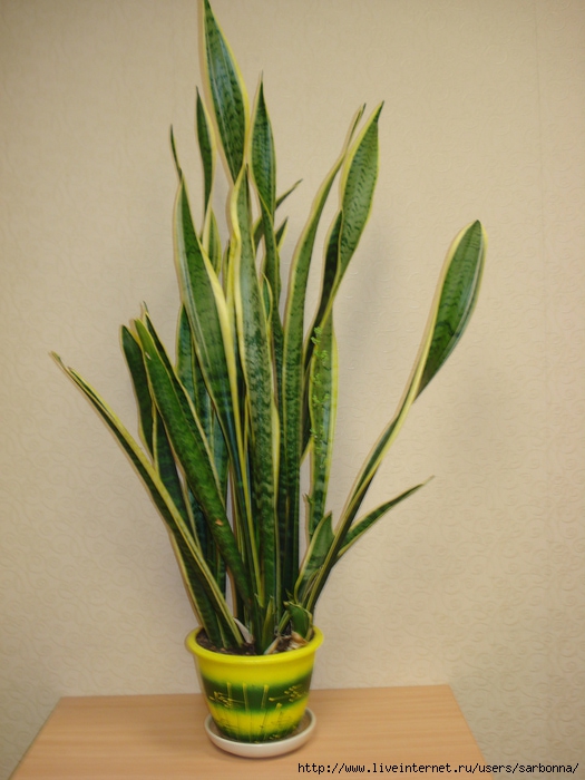 DSC08178 (525x700, 204Kb)