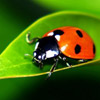 bug (100x100, 5Kb)