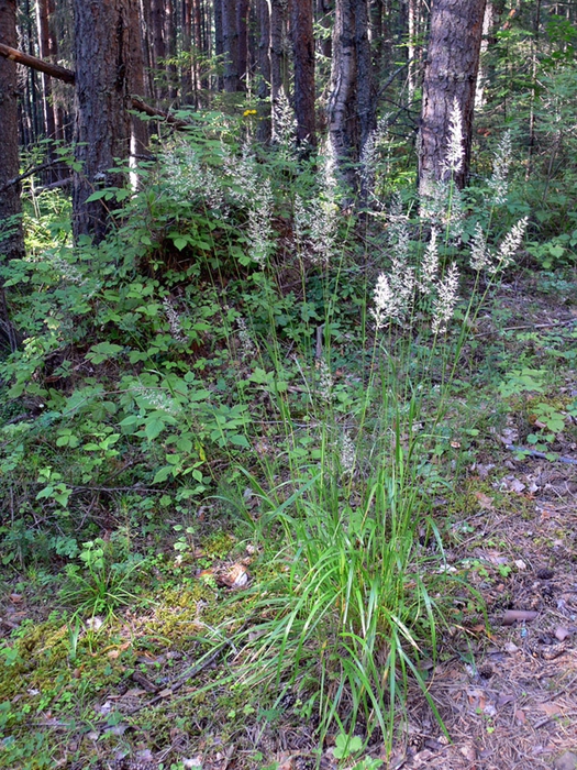 Calamagrostis arundinacea (L.) Roth ( Poaceae)     ( , ...).  .    /4316166_Veinik1 (525x700, 429Kb)