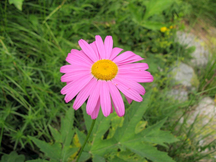 Pyrethrum coccineum (Willd.) Vorosch. ( Asteraceae)     ( , ...).. ,  ,  . . 20.08.2008.      /4316166_piretrym1 (700x525, 273Kb)