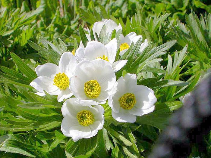 [Ranunculaceae] Anemone fasciculata L/4316166_anemoni1 (700x525, 87Kb)