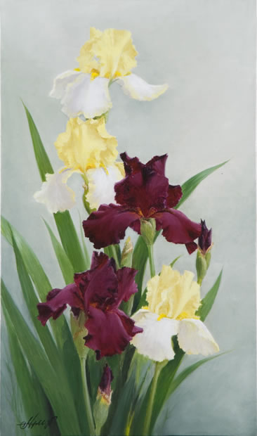 077_irises_2007 (366x620, 33Kb)