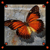 butterfly (100x100, 8Kb)