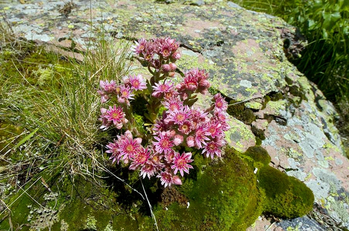 Sempervivum caucasicum Rupr. ex Boiss. ( Crassulaceae)     ( ).  . , ,  . ,  2350  ... 06.08.2009.     /4316166_molodilo1 (700x464, 356Kb)