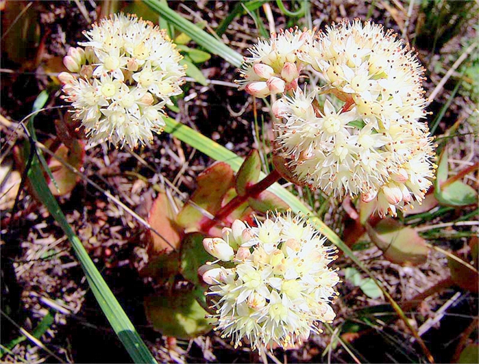 Sedum caucasicum (Grossh.) Boriss. = Hylotelephium caucasicum (Grossh.) H. Ohba ( Crassulaceae)     ( ). .  , ,  