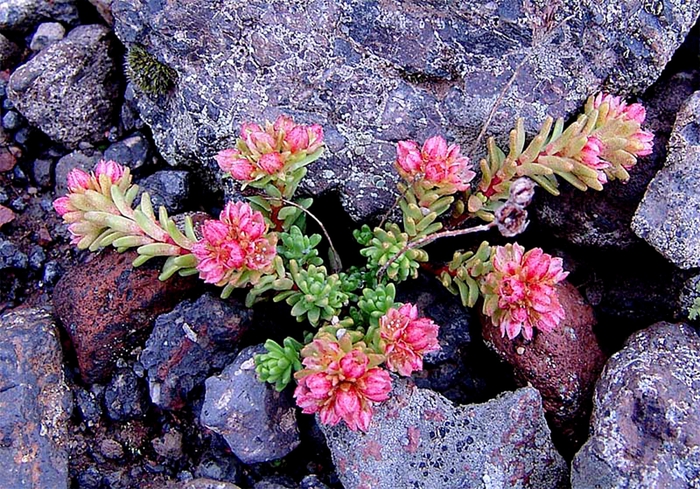 Sedum tenellum M. Bieb. ( Crassulaceae)    .    . -,  . ,  , 3150  ...    /4316166_sedym1 (700x489, 389Kb)