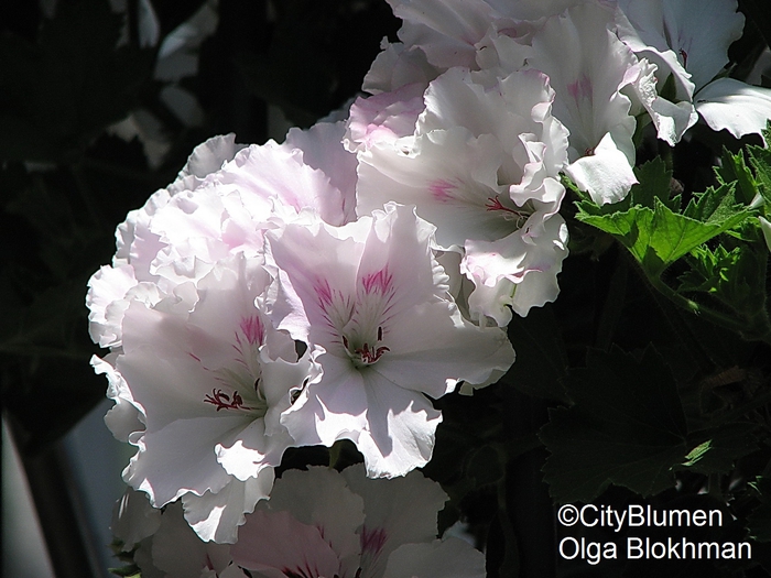 Pelargonium1204_9737 (700x525, 263Kb)