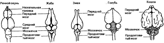 мозг хордовых картинки самой игре