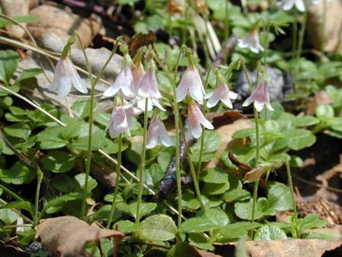   (Linnaea borealis L.).    Capryfoliaceae Juss.        () 2080 ,   ,      .           . .    ,   ,     ,   ,     ./4316166_linnaea_borealis2 (700x525, 61Kb)