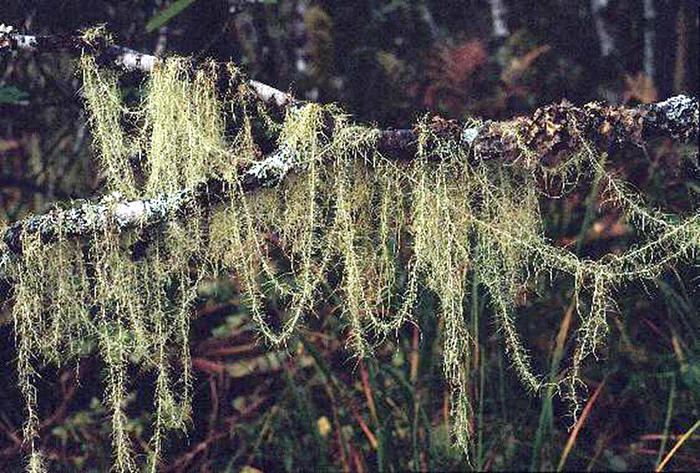    Usnea  .../4316166_boroda1 (700x473, 115Kb)