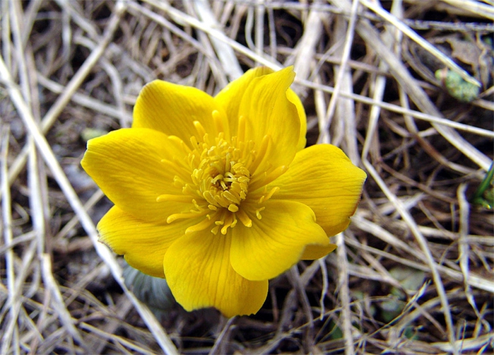 Trollius ranunculinus(Smith)Stearn (T. patulus Salisb.) (Ranunculaceae)    ()    13.05.2006.  , -,   ,  ,  .  ./4316166_71 (700x502, 296Kb)