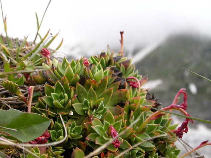 Sempervivum caucasicum Rupr.ex Boiss. (Crassulaceae)    (). . 2  2005 .  0W /4316166_21 (700x525, 271Kb)