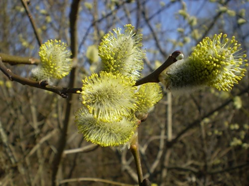 0_66996_fc7aed00_-1-L (500x375, 53Kb)