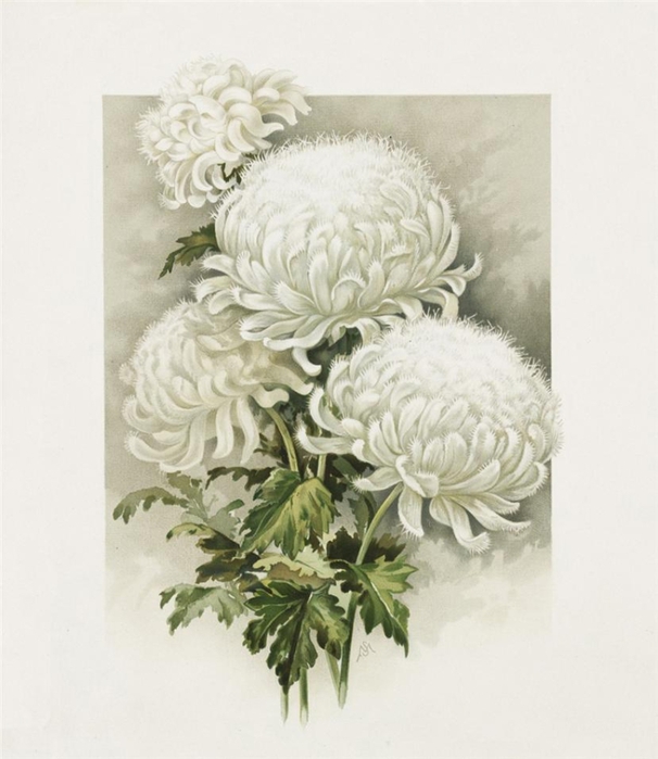 12fc45f8e428t (606x700, 206Kb)