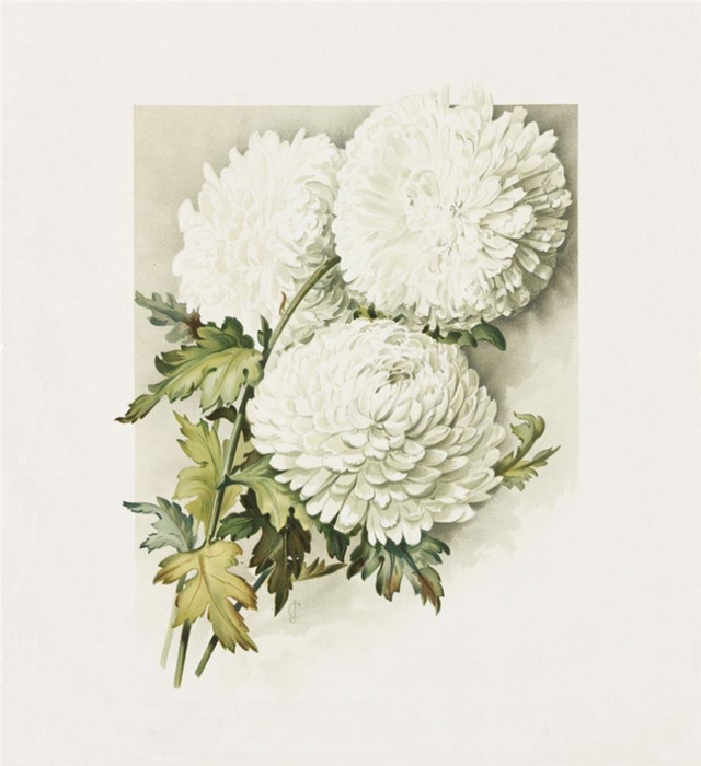 097bc5f73cf8t (640x700, 188Kb)