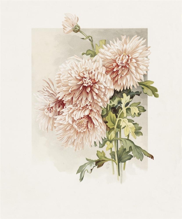 c9c05894986et (580x700, 175Kb)