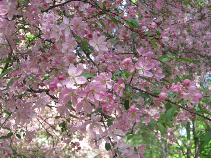 4715348_005 (700x525, 364Kb)