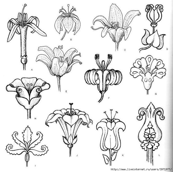 4000 motifs de fleurs et de plantes (166) (700x699, 268Kb)