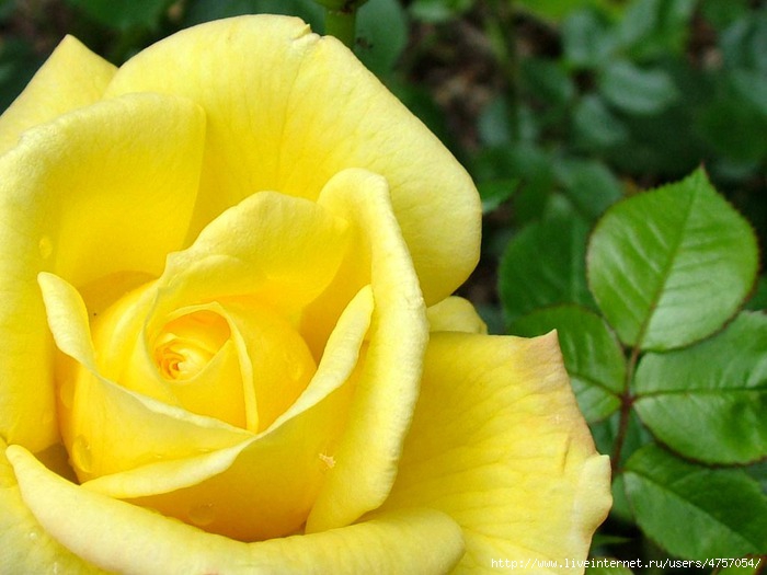 yellow-rose (700x525, 168Kb)
