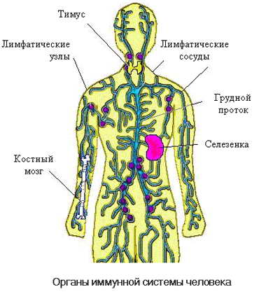 imynnaya_sistema (400x430, 26Kb)