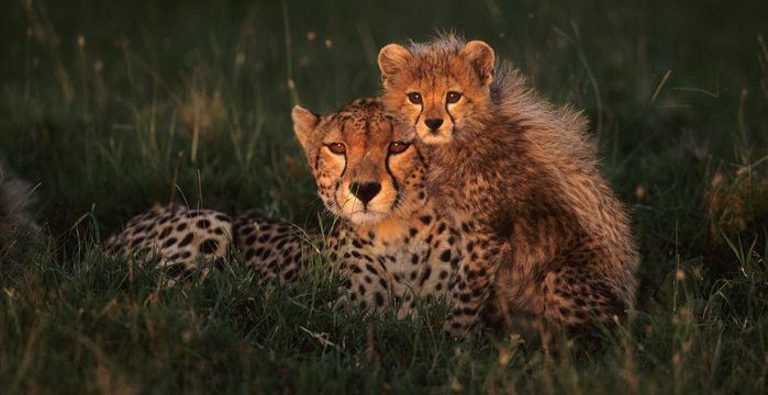 20_03_2009_0851123001237504041_art_wolfe (700x360, 54Kb)