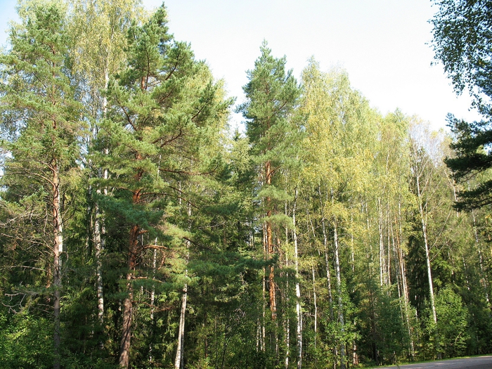  . 7  2008 /4316166_les (700x525, 394Kb)